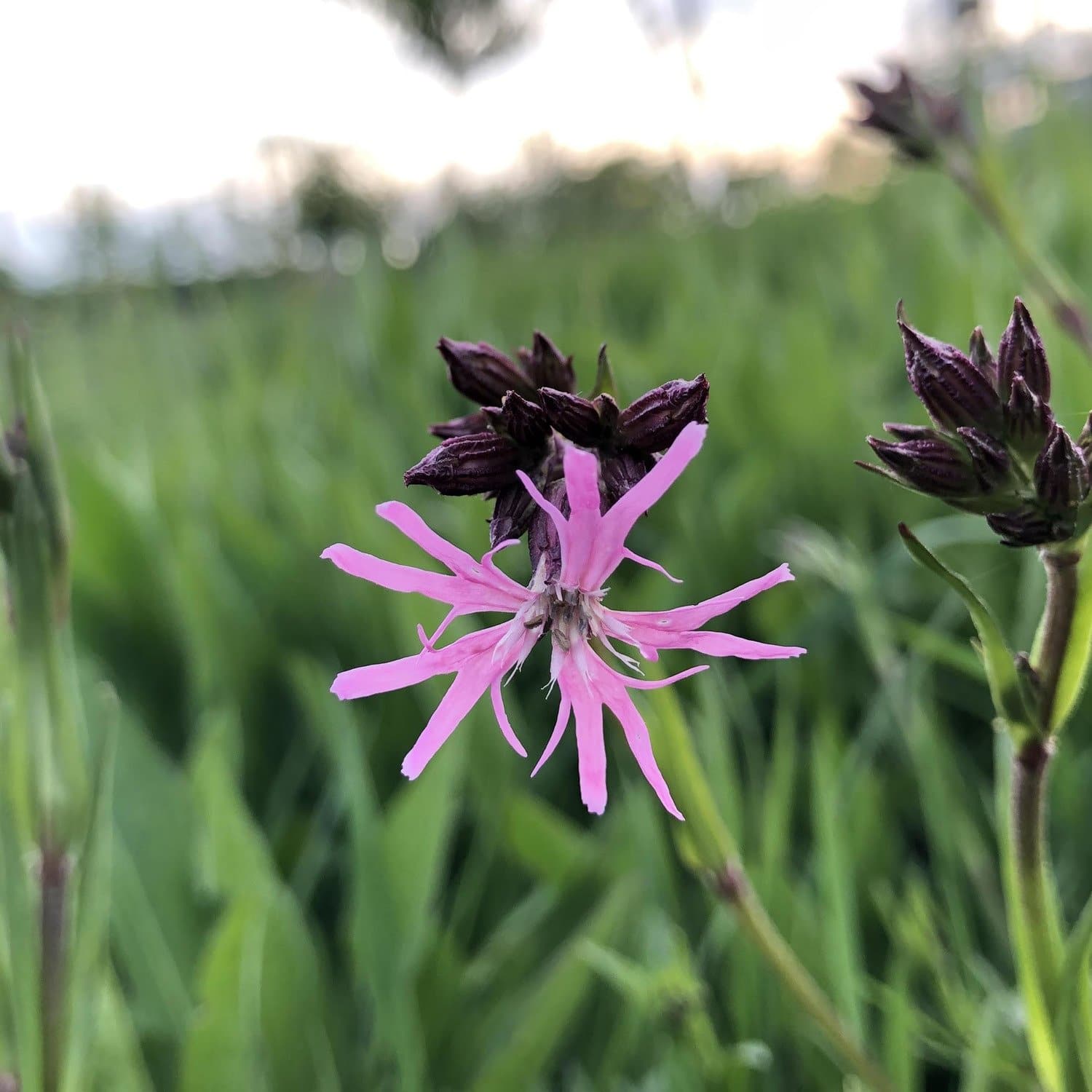 uk wildflower seed mix Pond Edge Seed Mix | British Wildflower and Grass Seed