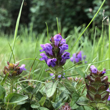 Load image into Gallery viewer, Selfheal in a lawn