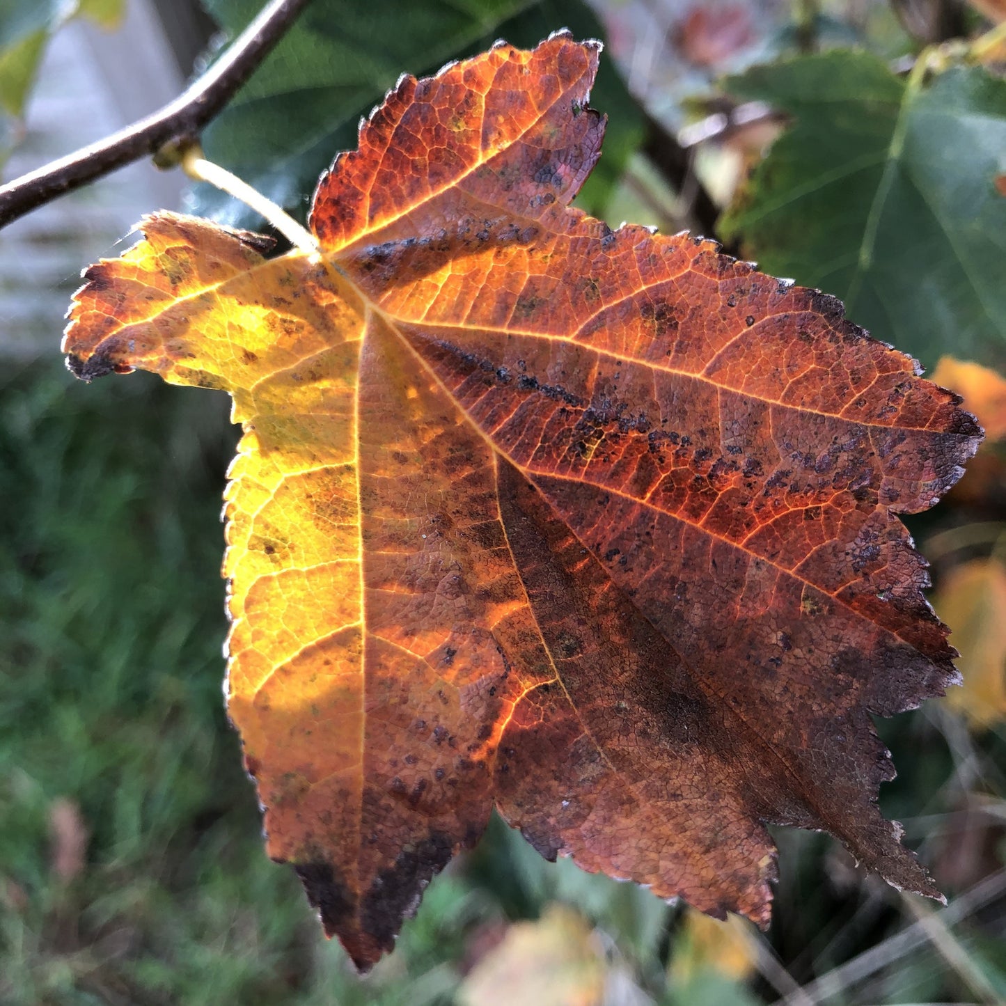 Wild service tree, Sorbus torminalis
