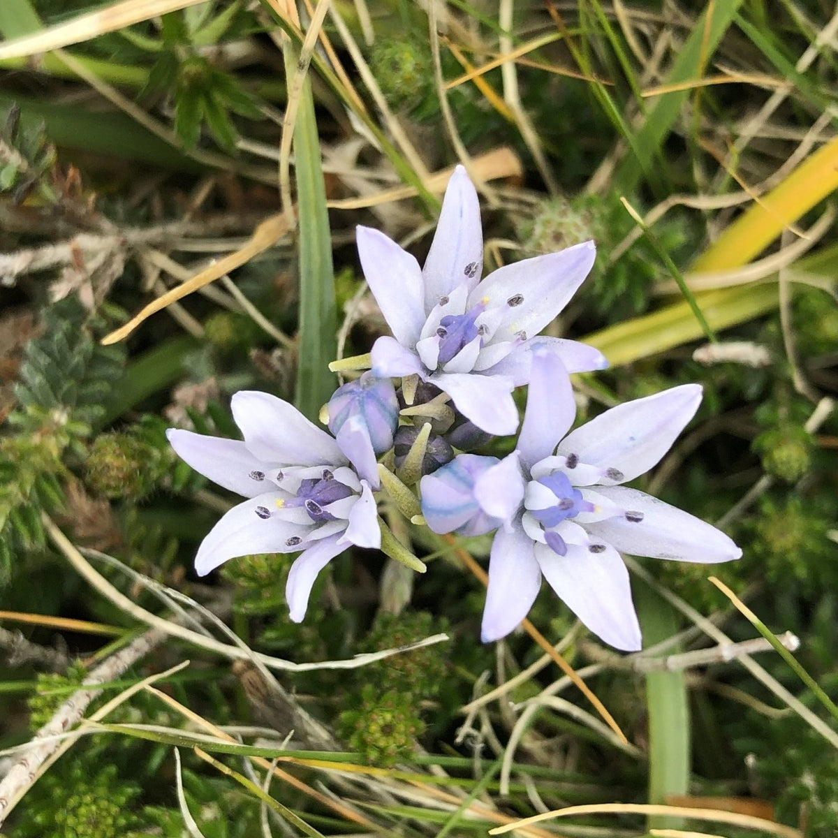 Spring Squill (Scilla verna) British Seeds & Bulbs Habitat Aid