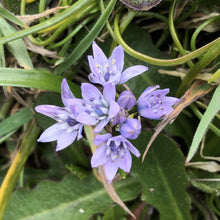 Load image into Gallery viewer, Spring squill, Gwennap Head