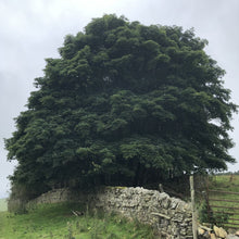 Load image into Gallery viewer, Sycamores, Northumbrian moorland
