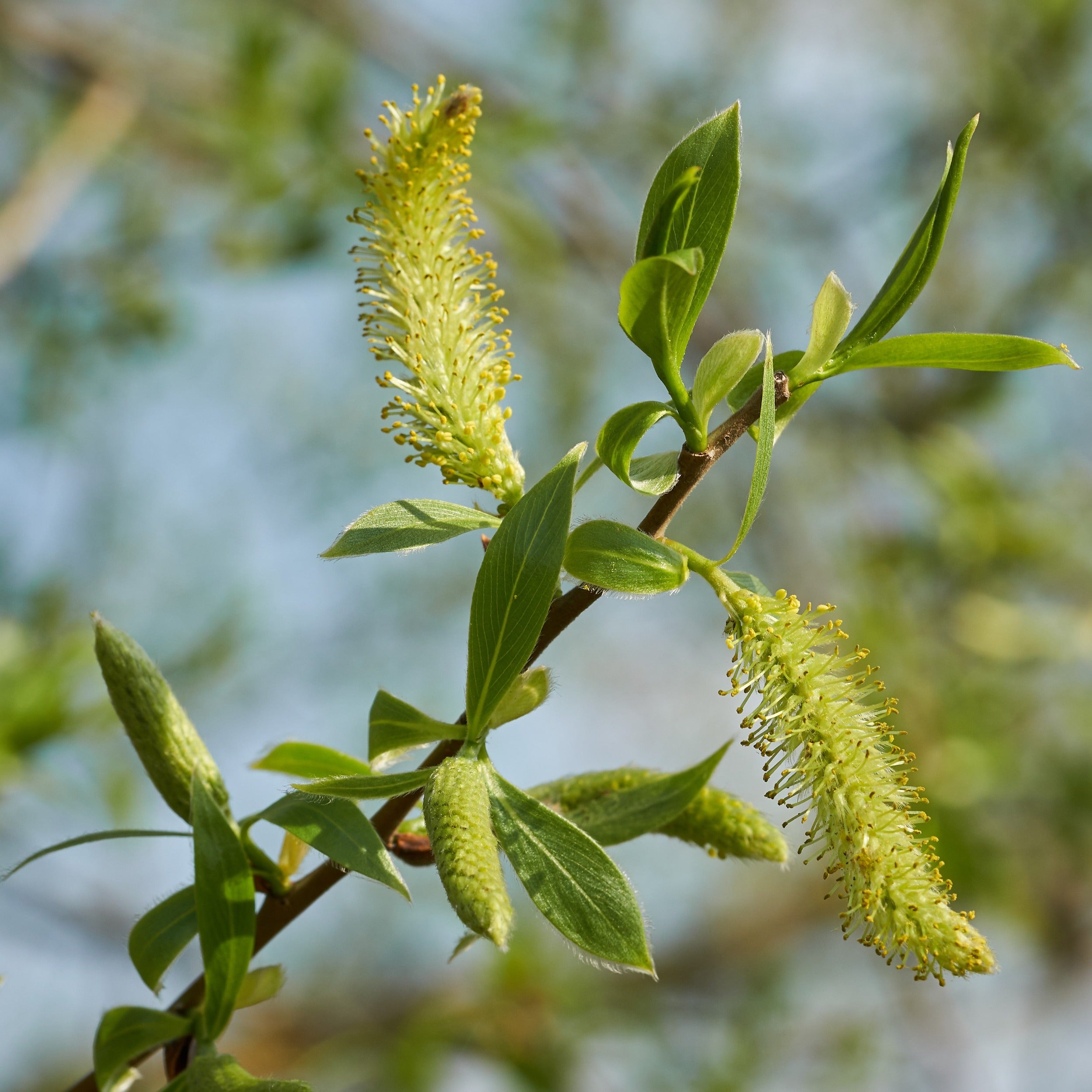 White Willow Salix Alba British Trees Hedges Habitat Aid white-willow-salix-alba-british-trees-hedges-habitat-aid