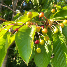 Load image into Gallery viewer, Wild cherries