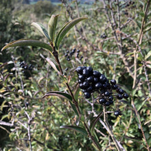Load image into Gallery viewer, Wild privet berries