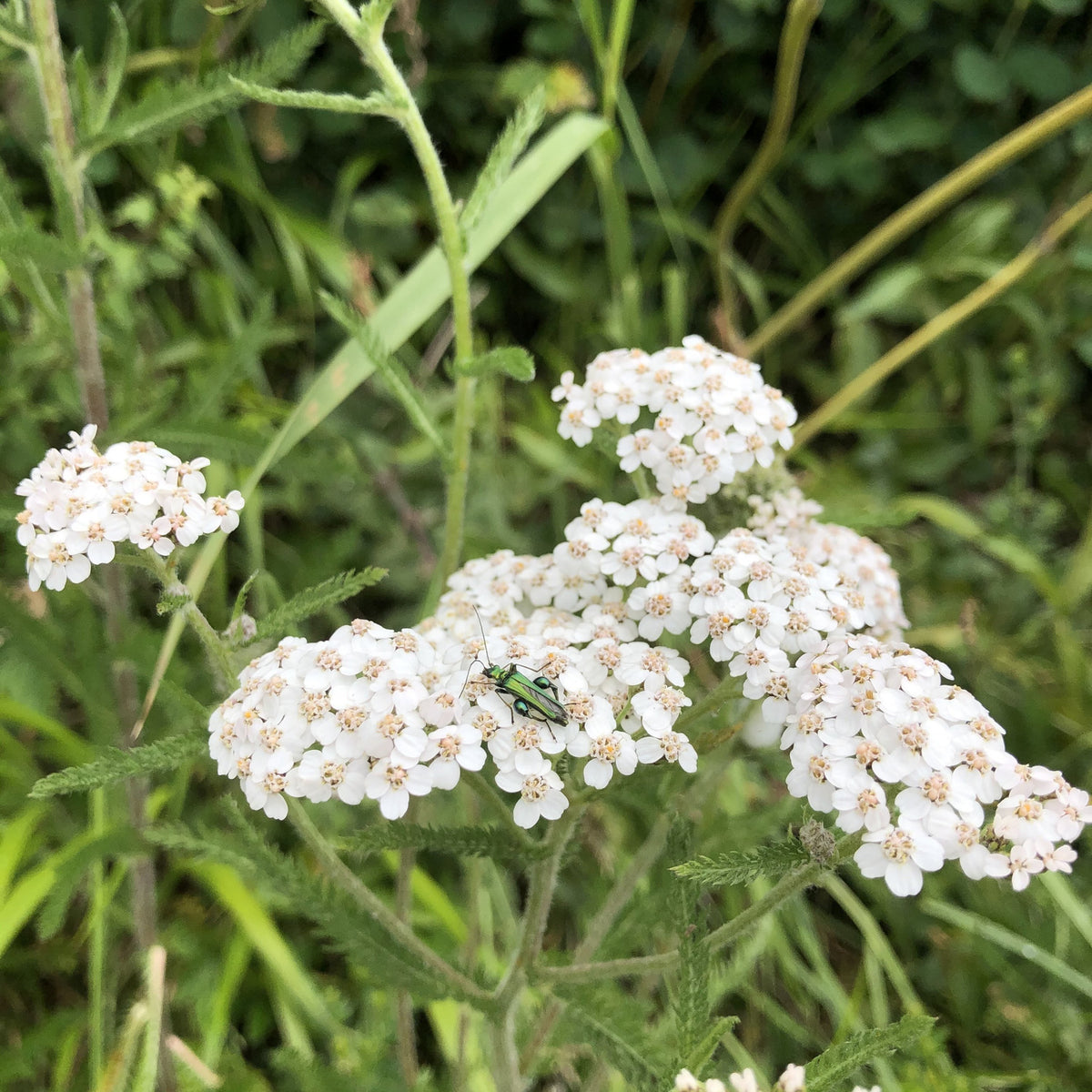 Yarrow (Achillea millefolium) British Wildflowers Shop Habitat Aid