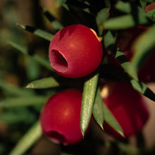 Load image into Gallery viewer, Yew berries
