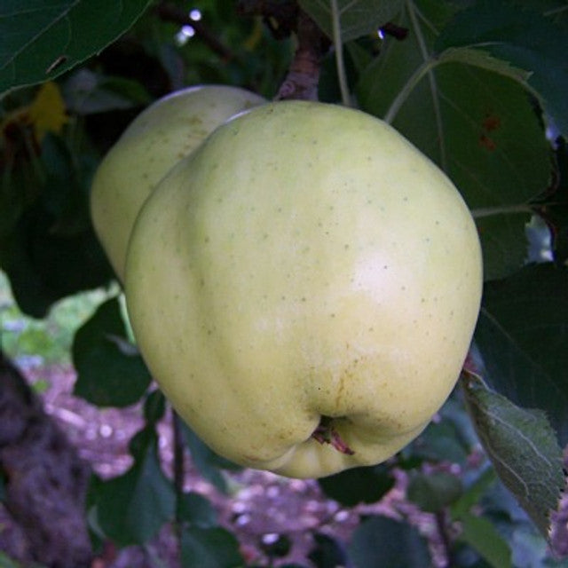 Yorkshire apple trees