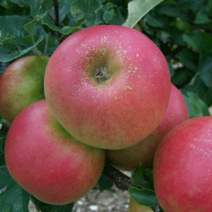Apple Tree - Annie Elizabeth