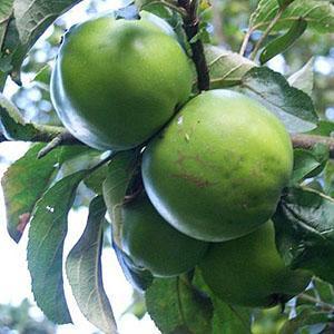 Apple Tree - Balsam