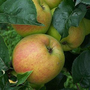 Apple Tree - Blenheim Orange