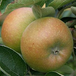 Apple Tree - Court Pendu Plat