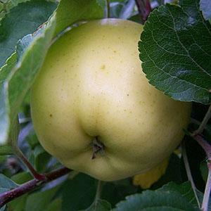 Apple Tree - Early Victoria