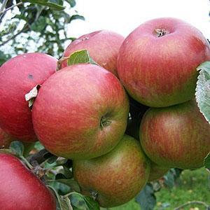 Apple Tree - Flower Of The Town