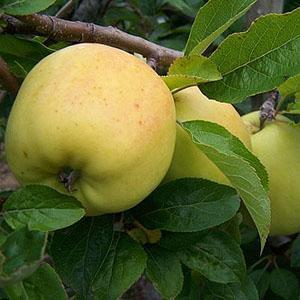 Apple Tree - Golden Spire