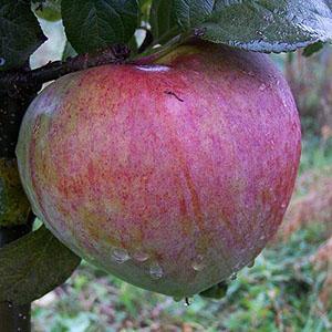 Apple Tree - Howgate Wonder