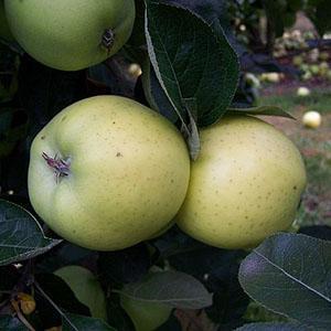Apple Tree - Keswick Codlin