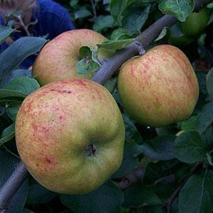 Apple Tree - Lady Henniker