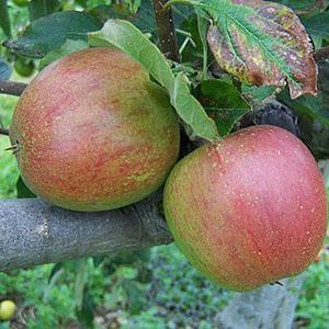 Apple Tree - Lord Hindlip