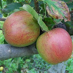 Apple Tree - Lord Hindlip