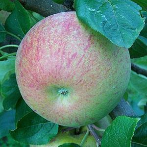 Apple Tree - Peasgood's Nonsuch