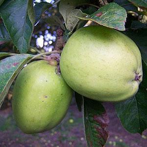 Apple Tree - Tower Of Glamis