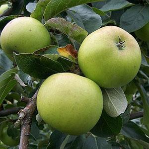 Apple Tree - Warner's King