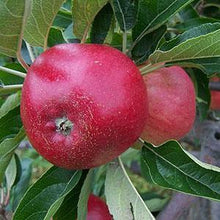 Load image into Gallery viewer, Apple Tree - Worcester Pearmain