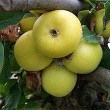 Load image into Gallery viewer, Apple Tree - Yellow Ingestrie