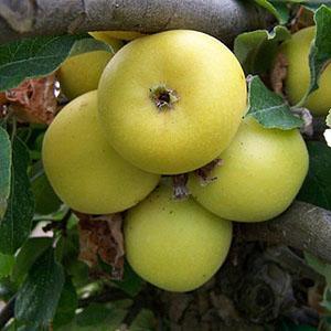 Apple Tree - Yellow Ingestrie