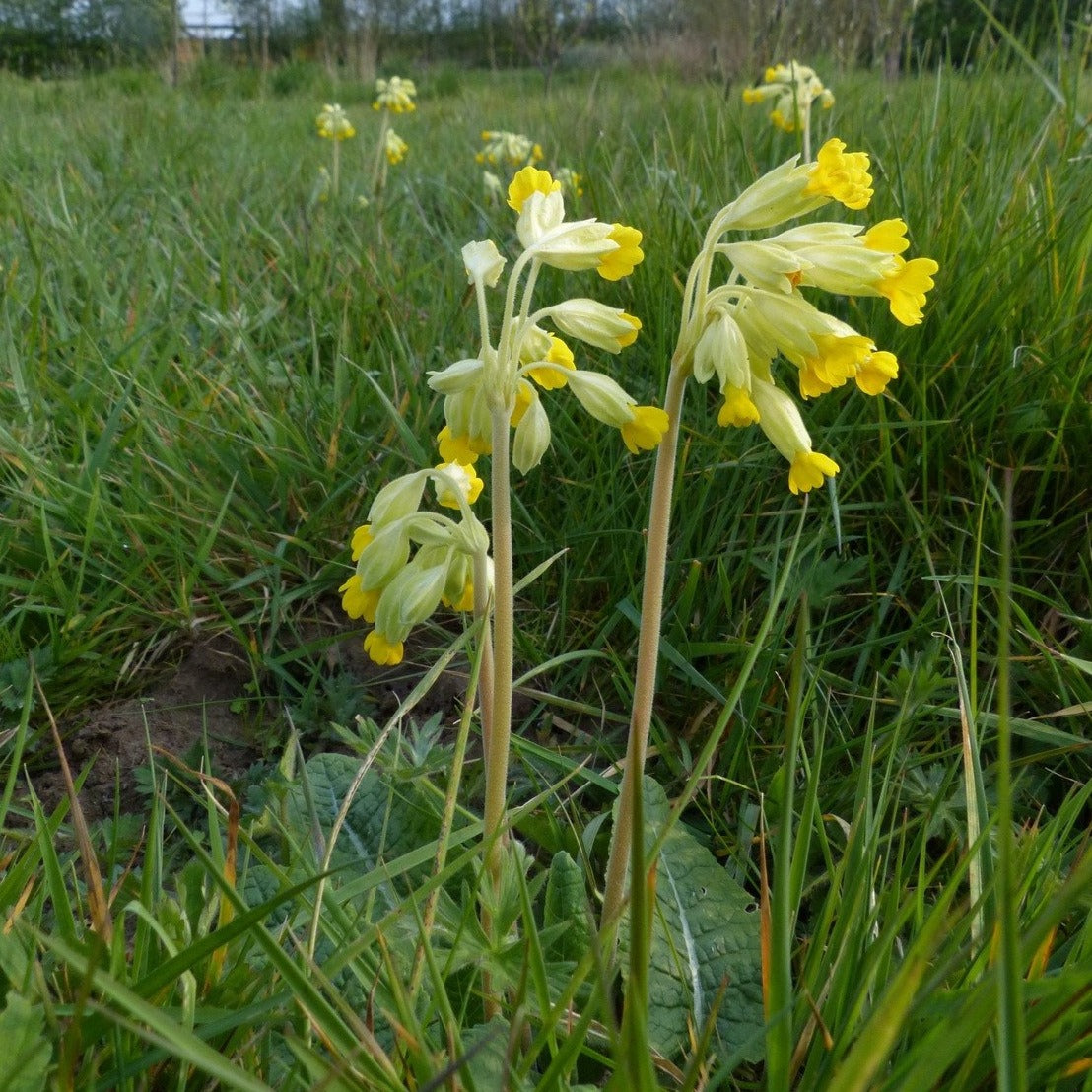 wildflower seeds scotland Scottish Lowland Meadow Seed | Wildflowers & Seeds