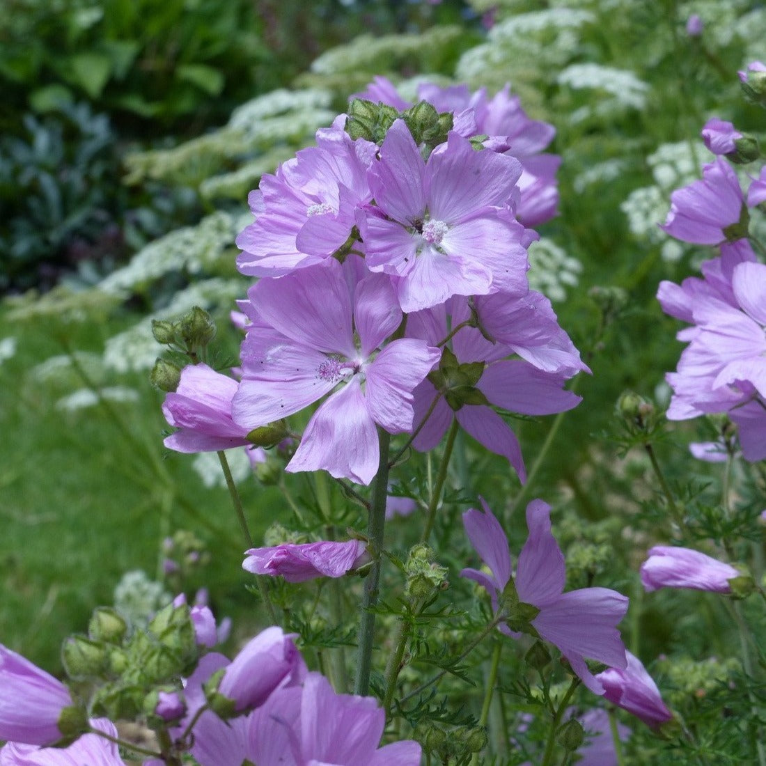 wildflower seeds for sandy soil Sandy Soil Meadow Seed | UK Wildflower & Grass Seed