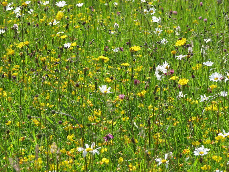 Neutral species rich grassland in midsummer