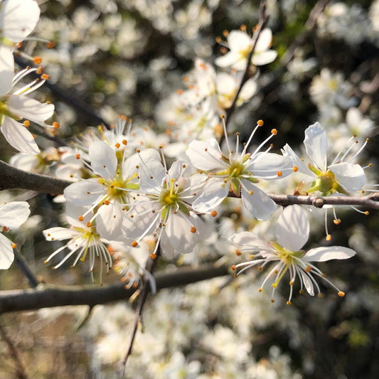 Blackthorn
