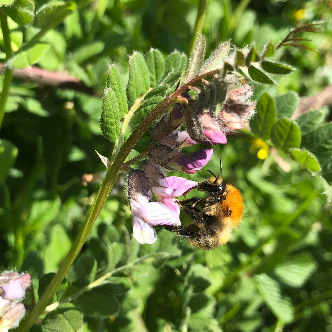 Why Bumblebees Are Struggling in UK Heatwaves – And How You Can Help