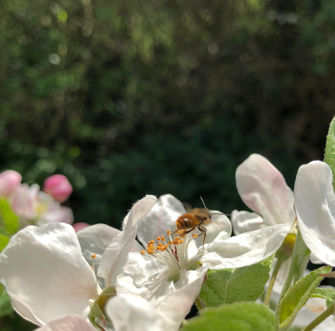 Blossom, Blossom, And More Blossom!