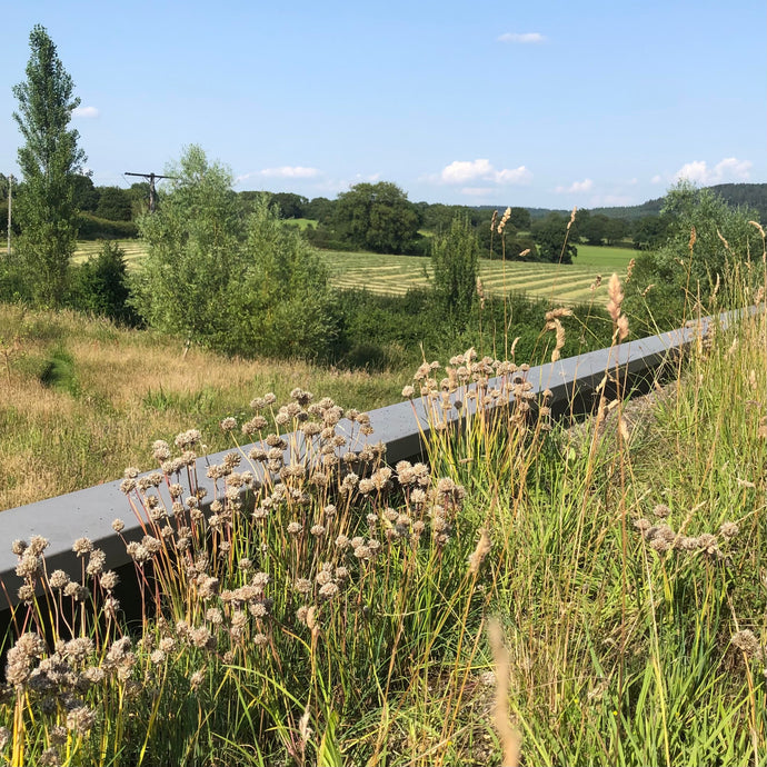 Green Roof Update