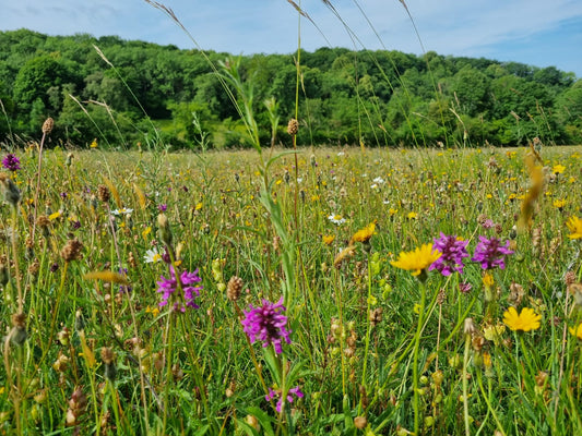 Harvested Meadow Seed