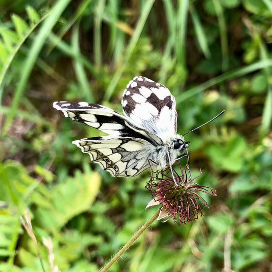Newly emerged Marble White butterfly