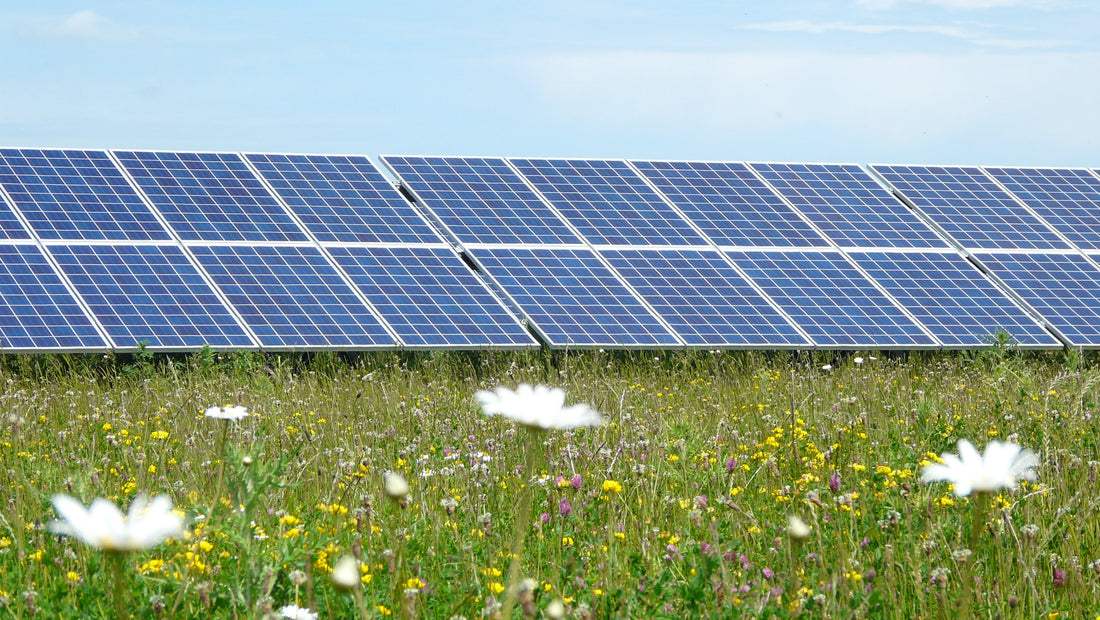 Our Specialist Solar Seed Mixes