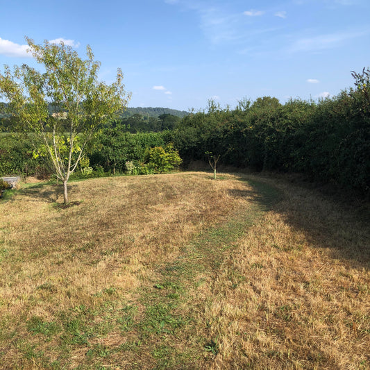 Mowing a Wildflower Meadow: A Practical Guide