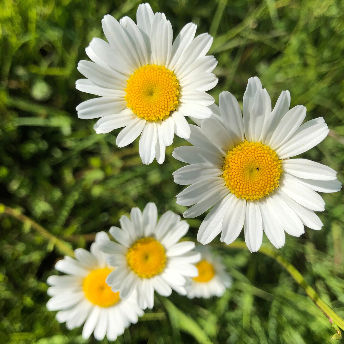 The Oxeye Daisy