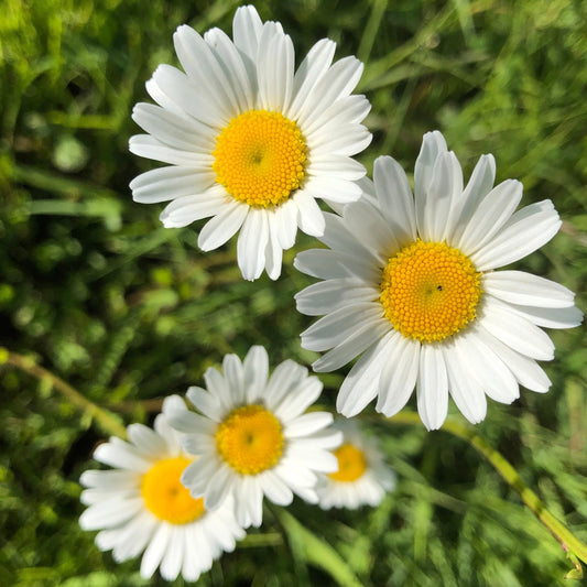 The Oxeye Daisy