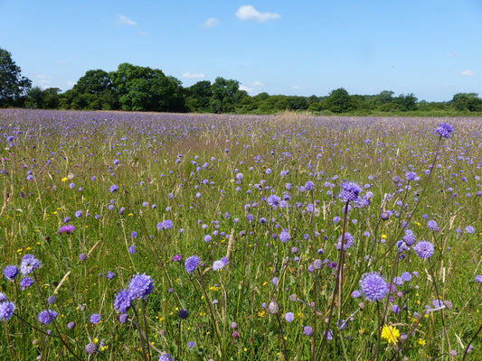 Wildflower meadow full of Devilsbit scabious