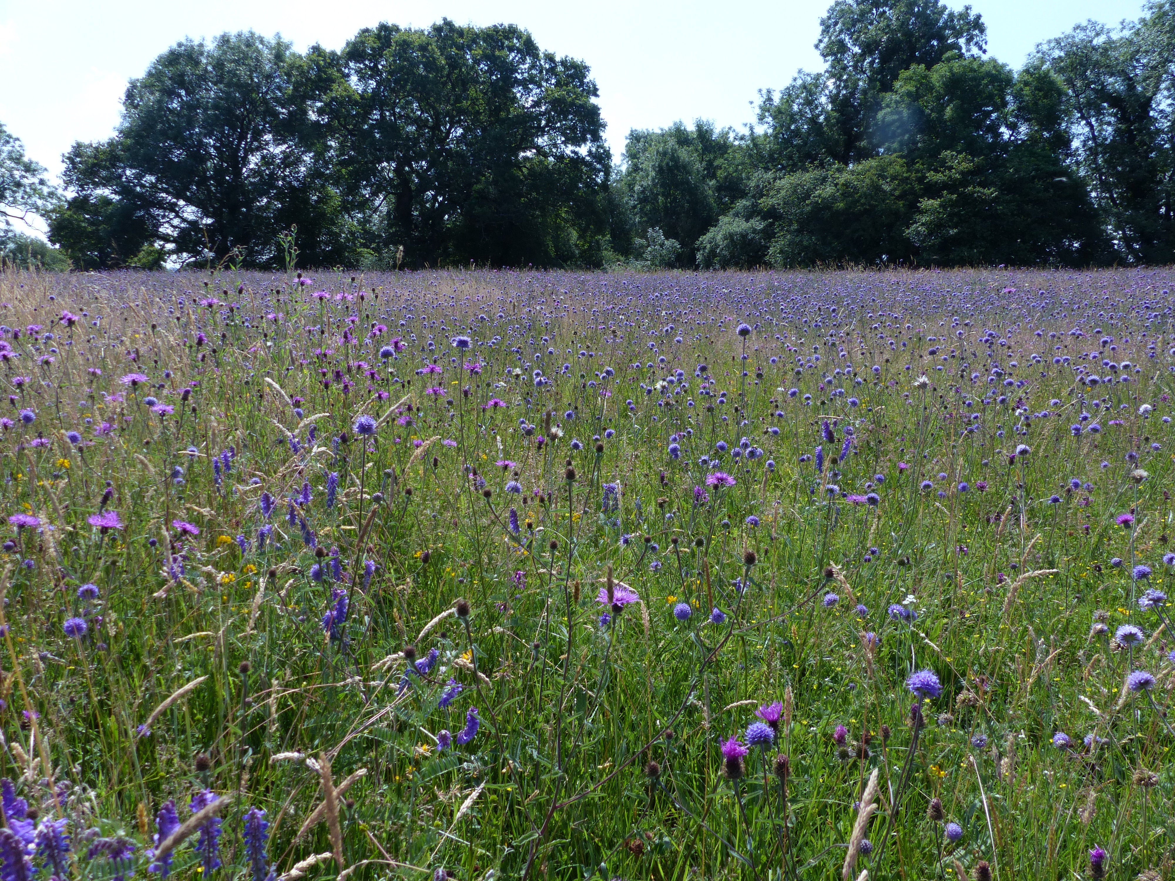 Planting for Pollinators: Establishing a Wildflower Meadow from Seed [fact  sheet]