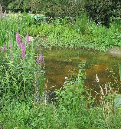 Wildlife pond