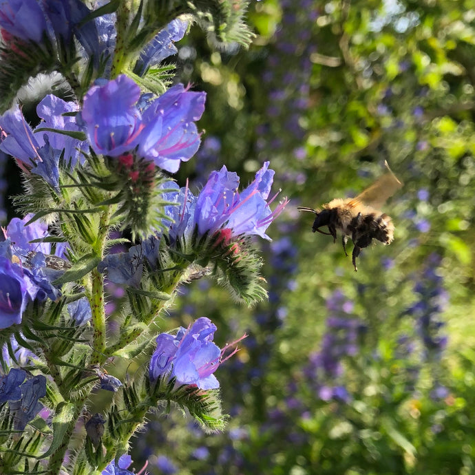 The Top Ten Flowers For Bees