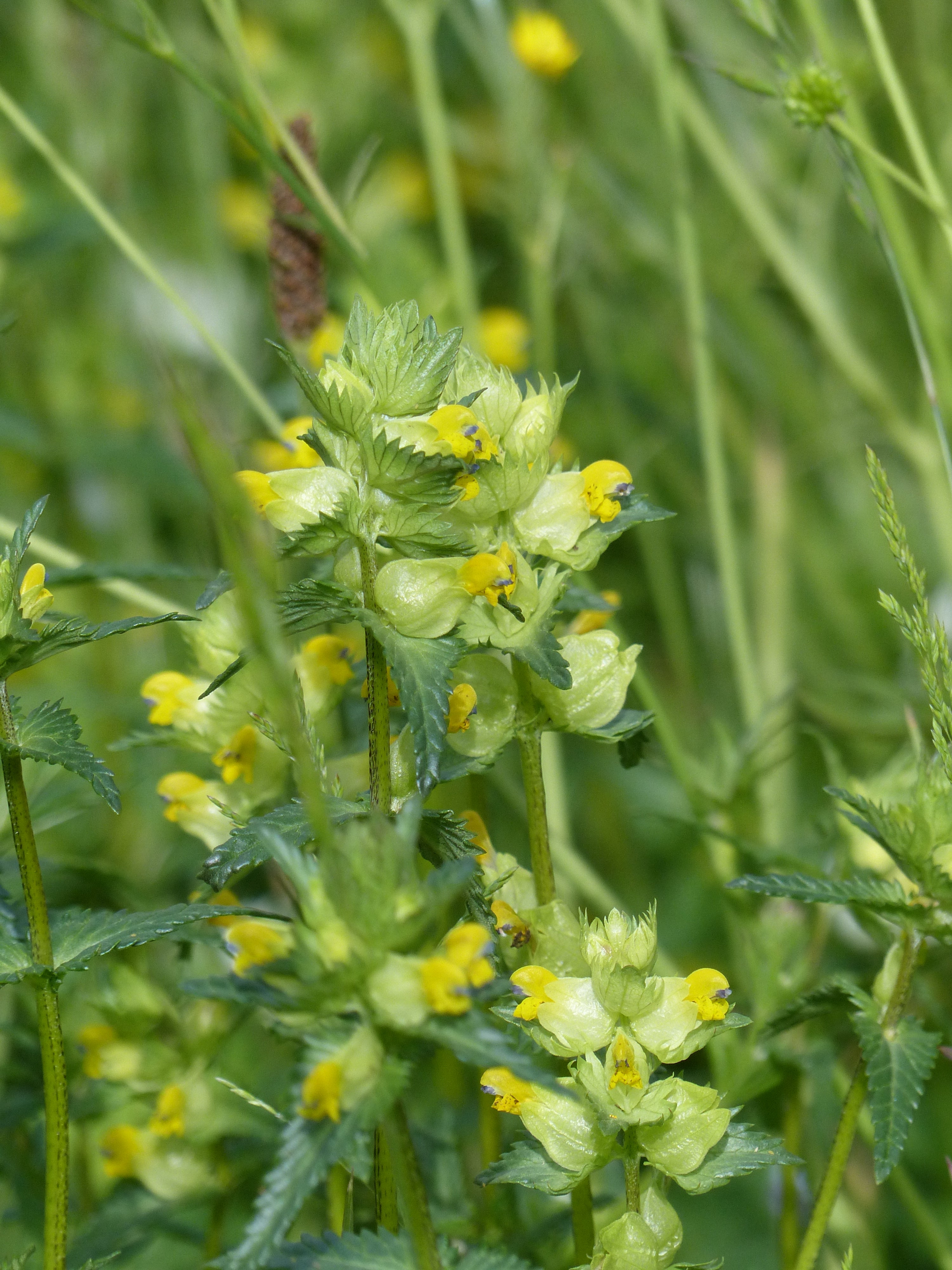 Yellow Rattle in 2020: A story of our times | Habitat Aid