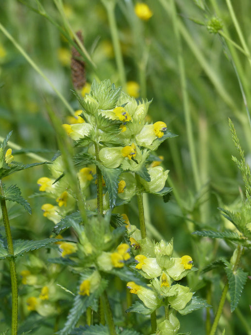 Yellow Rattle in 2020: A story of our times