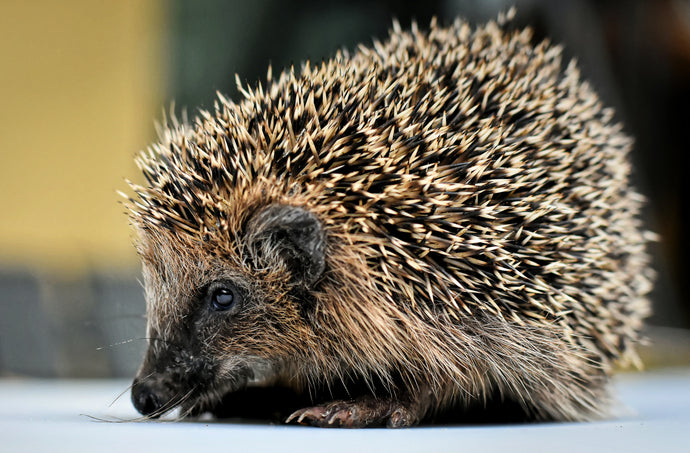 The Parable of the Hedgehog